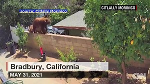 1M views · 15K reactions | Watch the moment a brave teen rescued her dogs from a huge bear: cnn.it/3pdBb4W | CNN | Facebook