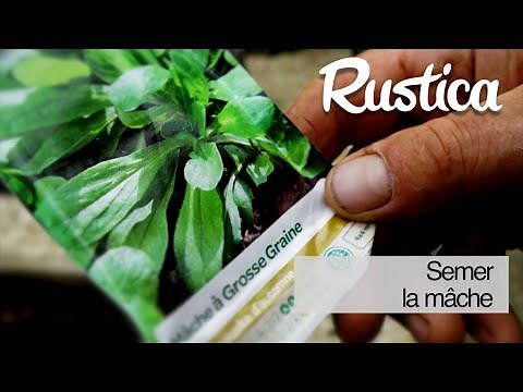 Comment semer la mâche