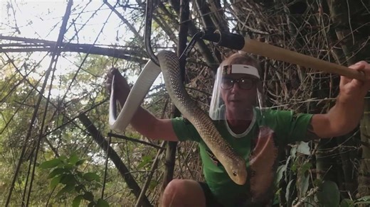 Handler encounters defensive spitting cobra in close quarters