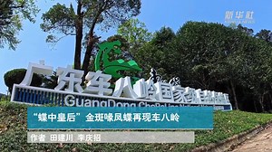 “蝶中皇后”金斑喙凤蝶再现车八岭-新华网