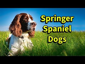 Living with a Springer Spaniel. The Ultimate Guide.