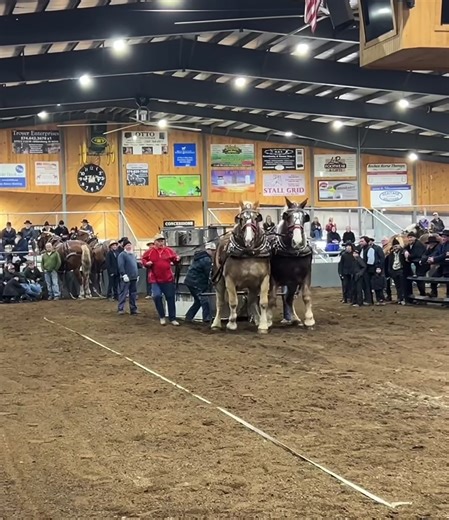 Horses of TikTok: Percheron & Arden Breeds