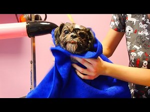 How to bathe and dry Shih Tzu - Do it yourself!
