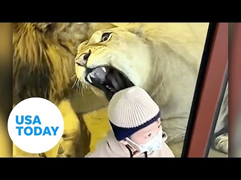 Lioness at zoo tries to snack on baby through glass barrier | USA TODAY