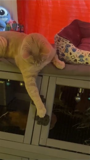 KitKat with his friends Kiki and Cheep