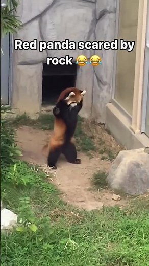 This Red Panda is Scared of Rocks 🤣