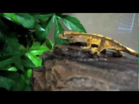 Crested Gecko Cage Setup Update #1