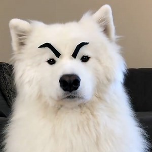 This beautiful Samoyed doggo looks absolutely ridiculous with eyebrows. Check out more animals on ITK: https://bit.ly/2V1meEN | In The Know Conservation