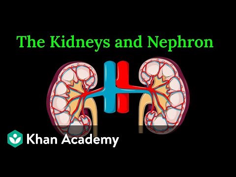 Kidneys and Nephron | Excretory Products and their Elimination | Class XI | Biology | Khan Academy