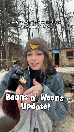 Beans is home now and resting! Sad he didn’t get to keep all his parts but also happy he’s gonna be okay 🦆 #ducks #ducksoftiktok #petducks #homestead #backyardflock