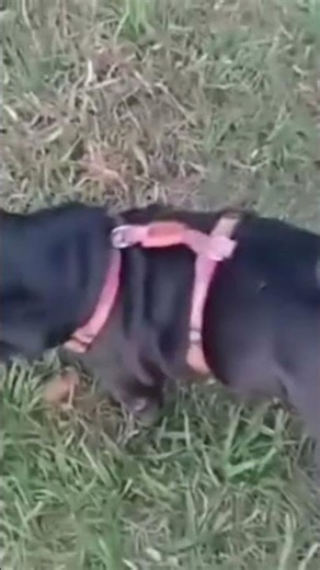 🐾 AJUDE A AUGUSTA A CHEGAR AOS 1.000 INSCRITOS! | Passeio de Pug na Calçada 🐶