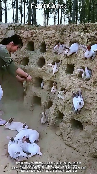 줄줄이 나오는 신기한 토끼 굴 관리 현장 #farming #farmlife #livestock #rabbits #agriculture