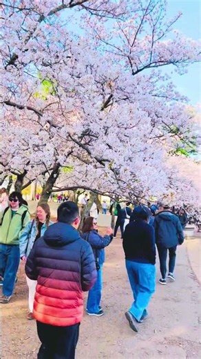 🌸 Cherry Blossoms Bloom in Washington, D.C 2026 | A Beautiful Spring Day