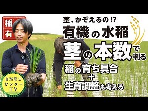 Count your rice stalks! Increase your yield by knowing how your rice is growing with "organic ric...