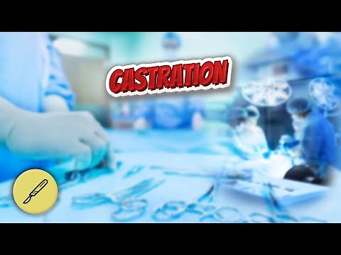 Castration - Everything Surgeries ✅😬⁉️