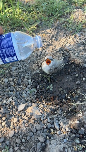 This heat is no joke. The bird made it ! Posting updates soon. | what happens if you give a fledgling too much water