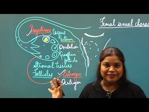 Ovary: Estrogen and Progesterone Functions: Chemical Coordination and Integration | Class 11