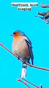 Beautiful singing, the chaffinch bird 🥰🥰 #reels #bird #nature #sound #singing | Okicau