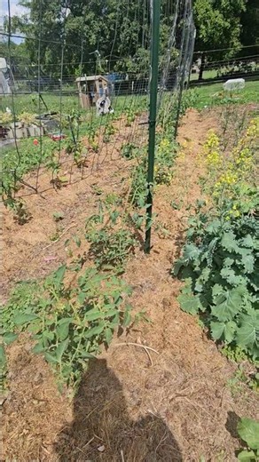 Mulching your garden prevents weeds #organicgardening #gardening #homesteading