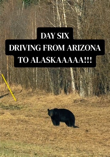 day six of my drive from Arizona to Alaska! this is my third summer driving up to Alaska and I’ve had just as good of a time this time as I have the last two years! I love British Columbia! I hate getting gas!!! #roadtrip #wildlife #bears #alaskatrip #seasonalwork