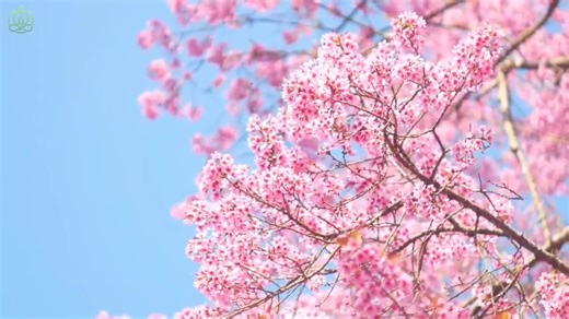 PERFIDIA - Cliff Richard (1963) | MUSIC of MY LIFE