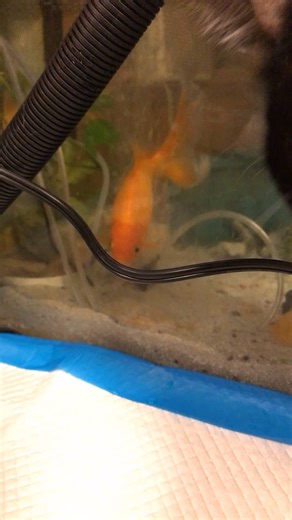 Fluval fx4 set up in December but I realized today it isn’t moving water? Nothing is coming out of the power heads and nothing appears to be sucking into the intake…ideas? Did I set it up wrong? The filter is on and the canister is vibrating so I assumed it was working.