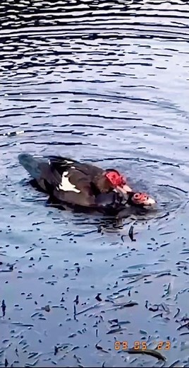 Muscovy Ducks Mating