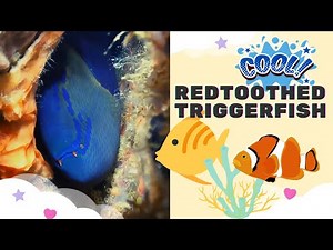 Redtoothed Triggerfish facts