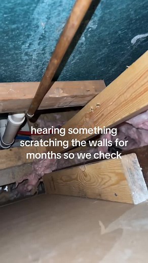 Mysterious Sounds in the Walls: What We Discovered