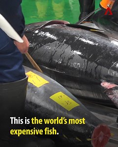688 reactions · 325 shares | The world's most expensive fish was sold for a whopping US$3.1m at Tokyo's new Toyosu fish market. Find out why bluefin tuna is known as the Black Diamond of the sea in Real Deal: https://cna.asia/2VtWoeF | CNA | Facebook
