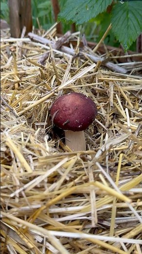 Wine Cap Mushroom! Spring 2025 🍄‍🟫 #mushroom #fungi #growfood #vegetablegarden