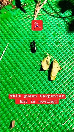 🐜 The Carpenter Ant Queen is quick!