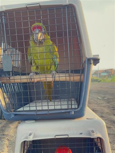 Macaws Training for Free Flying Adventures