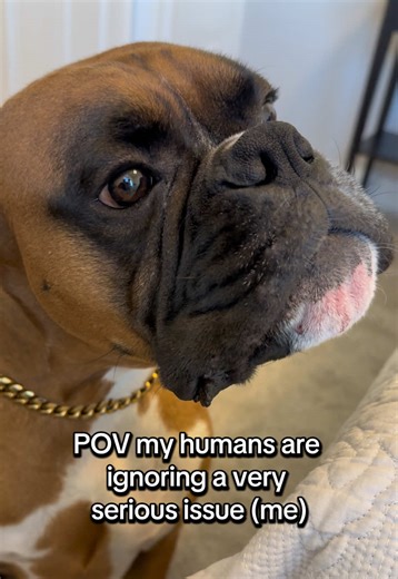 Boxer owners.. you seeing this too? #boxerdogs #dogsoftiktok | Boxer Dog
