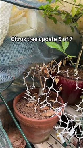 Citrus trees in containers in Zone 7 Part 3 of 7