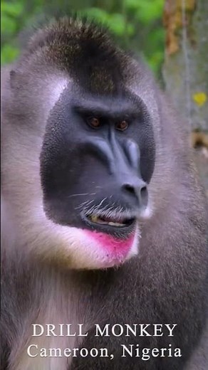 Meet the Drill Monkey: Nature's Agile Engineer #shorts #viral