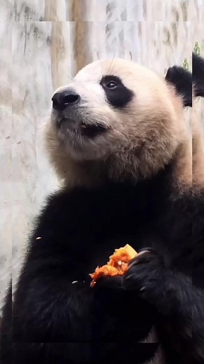 My favourite panda on TikTok