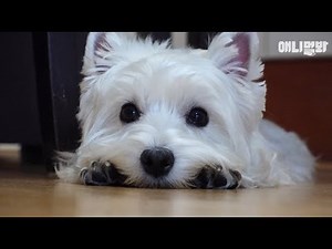 My Dog Has An Anger Disorder