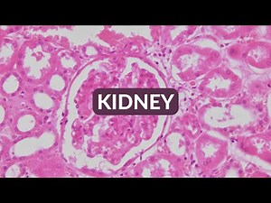 Histology Made Easy: Kidney at 40x,100x, 200x and 400x magnification