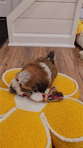 Heavenly Havanese™️ Love Rope Toys!