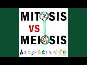 Mitosis vs Meiosis Rap Battle