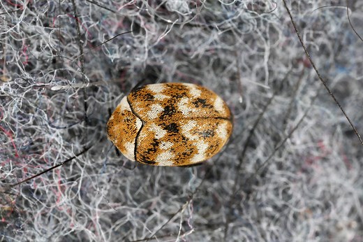 How to Get Rid of Carpet Beetles Once and for All