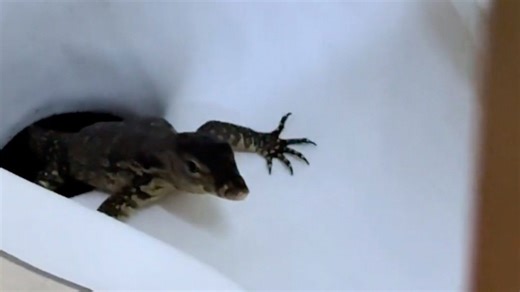 Terrifying moment lizard leaps out of toilet bowl