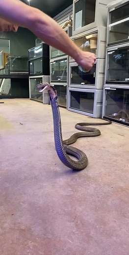 She a baddie alright 🤣🐍@chandlerswildlife_ #ChemicalHearts #snake #cobra #venemous #reptiles #ChoresInThisHouse #fyp