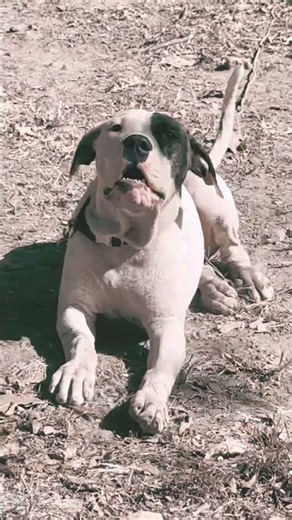 American working bulldog Pup. #americanbulldog #bjbd #fyp #workingdog