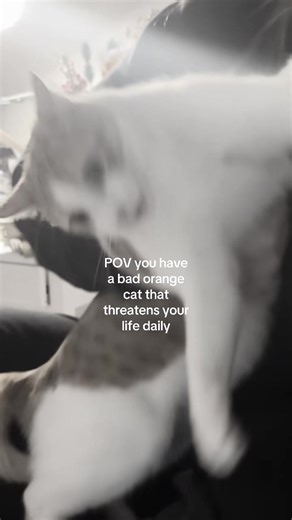 He’s so bad #orangecat #fyp | cat