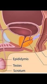 Male Reproductive System / Part 1 / Life Sciences (Grade 12)