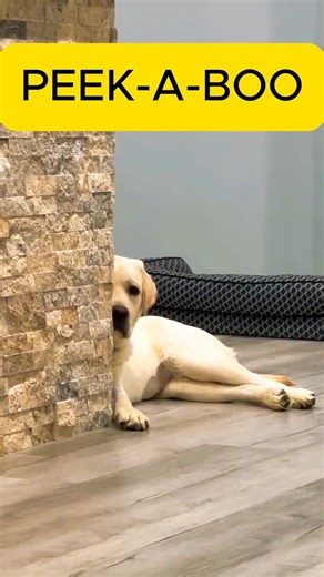 This Yellow Lab's Peek-A-Boo Made Me Smile #shorts #dogs #cute