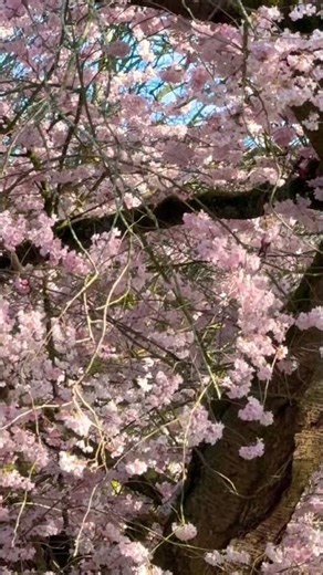 Cherry blossom in England🌸￼