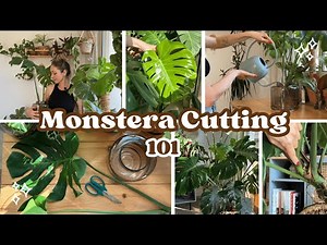 Monstera Cutting 101: Easy Propagation & Root Care Tips 🌱